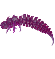 Purple Jelly (fiolet) 5CM 50 szt. – Długość 5cm, Słoik 50 szt.