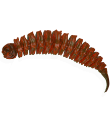 Karotka 6CM 6 szt. – Długość 6cm, Blister 6 szt.