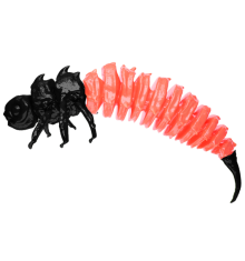 Black Łosoś (czarnołososiowy) 5CM 50 szt. – Długość 5cm, Słoik 50 szt.