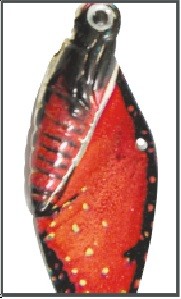 Cykada motyl fabio (cena za 1szt) – Waga 22g