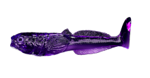 Głowacz Purple jelly - 10CM 2 szt. – Długość 10cm