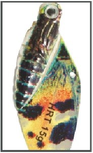 Cykada motyl paź (cena za 1szt) – Waga 25g