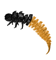 Black Orange (czarnopomarańczowy) 5CM 50 szt. – Długość 5cm, Słoik 50 szt.