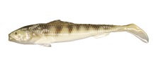 Sardynka NATURAL PERCH 7CM BOX – Długość 7cm