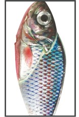 Cykada Rybka Płoć (cena za 1szt) – Waga 25g
